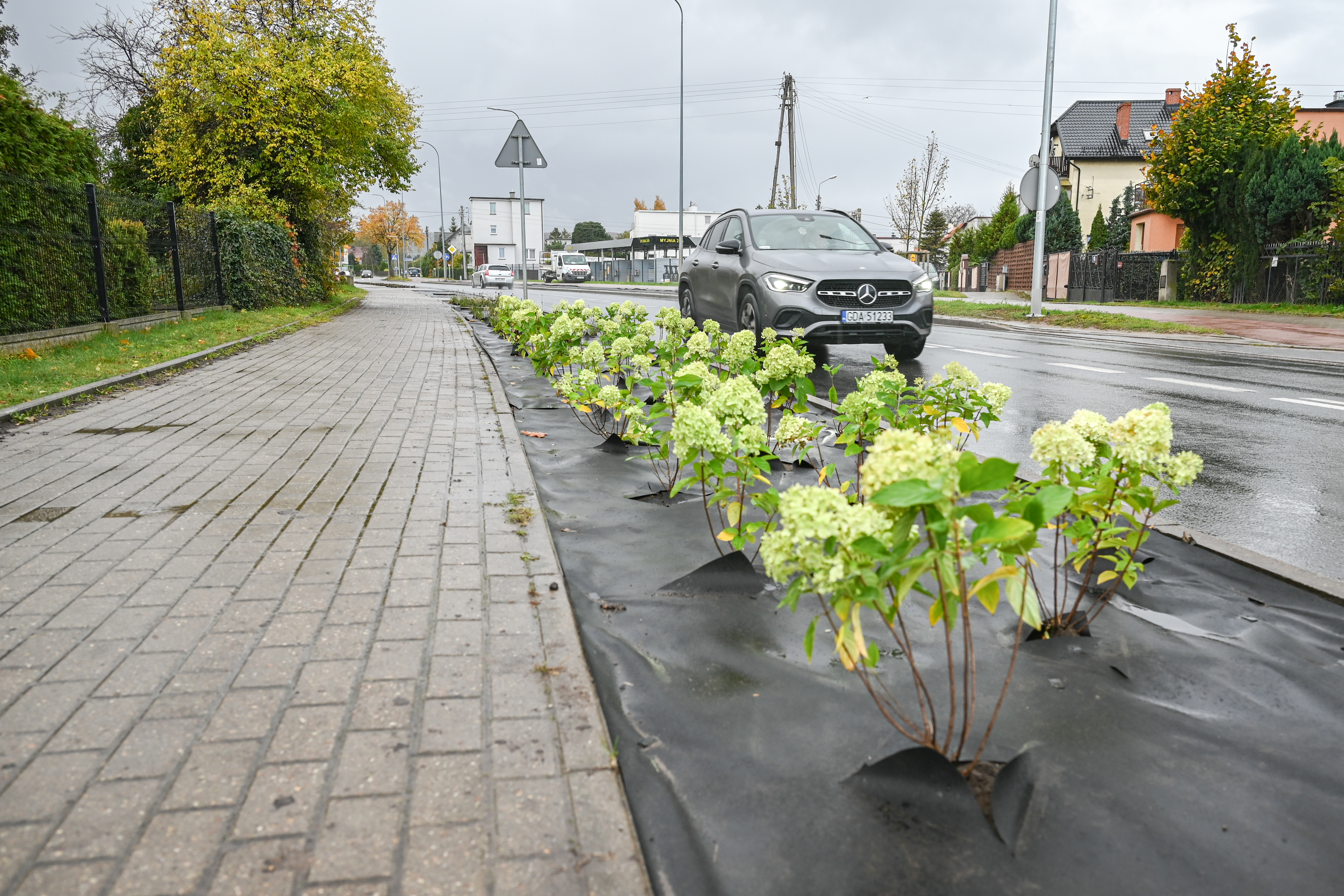 Wieloletnie rośliny przy ul. Żołnierzy I Dywizji Wojska Polskiego